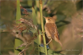 <p>RÁKOSNÍK OBECNÝ (Acrocephalus scirpaceus) /Eurasian reed warbler – Teichrohrsänger/</p>